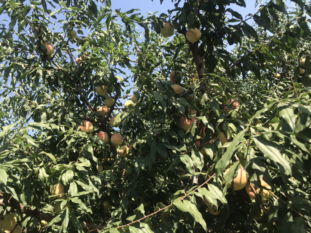 寿桃与老人庆祝生日的场景