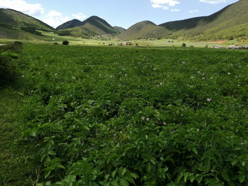 云南七彩红心五花土豆