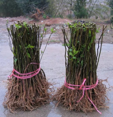 杜仲树苗中药材苗木庭院盆杜种苗杜仲苗种子试种杜种树苗