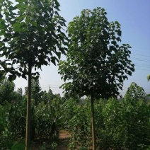 楸树2公分楸树3公分楸树
