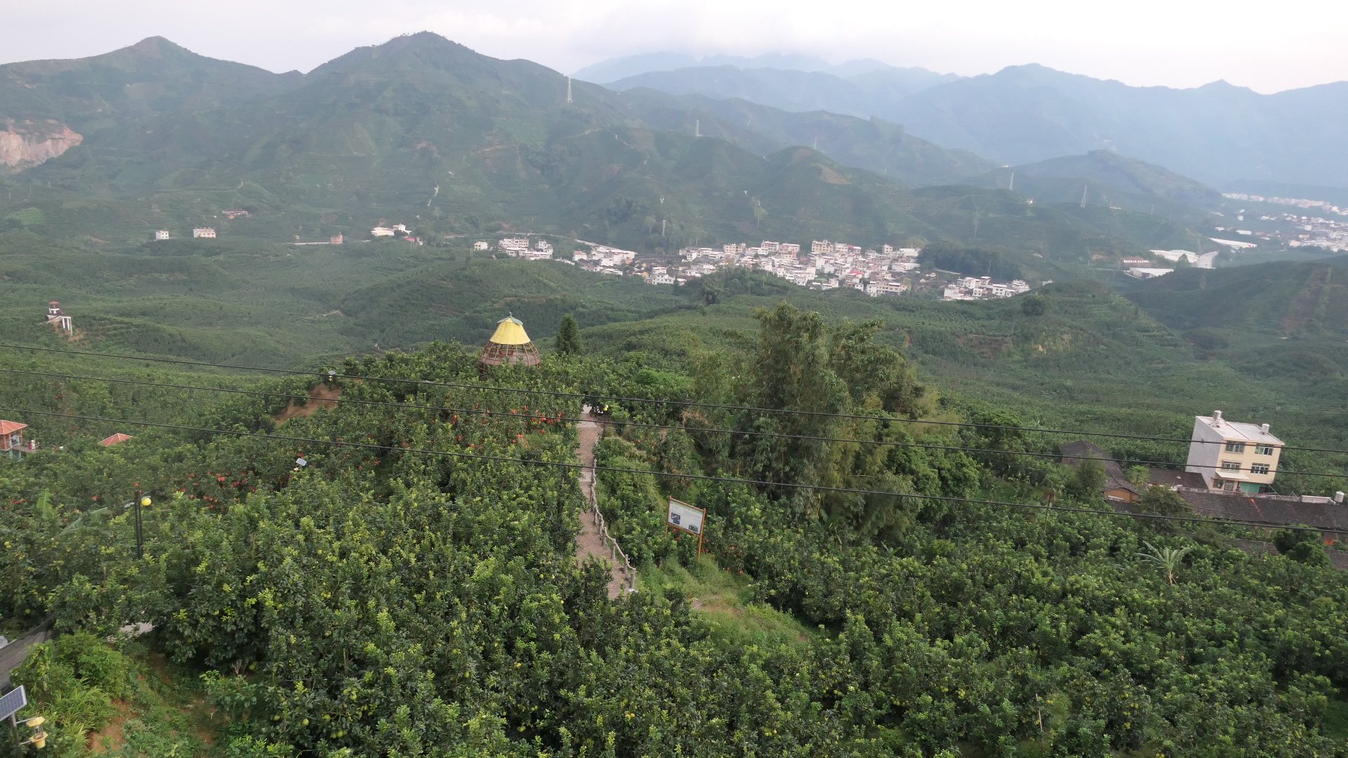 福建平和县的琯溪蜜柚果园全景,绿意盎然的柚子树整齐排列,枝头挂满成熟的蜜柚果实;几名身穿工作服的果农正在手工采摘柚子,动作轻柔;地面铺有防摔垫,远处可见 mountains 和晨雾,展现生态种植环境 果园采摘场景