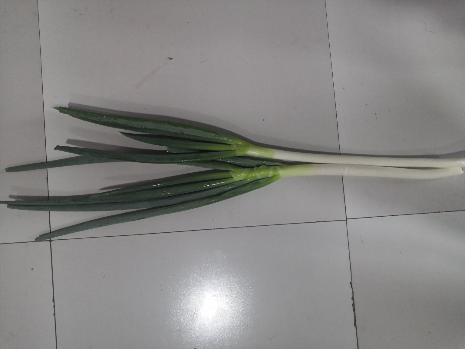 新鲜大葱绿色管状叶片被斜切成2cm段,置于盛有冰水与细碎冰晶的玻璃碗中,水位没过葱段三分之二,环境为洁净现代厨房料理台,冷凝水珠附着碗壁 大葱切段在透明玻璃碗中浸泡于碎冰与清水混合液中,水面漂浮少量冰晶,背景为不锈钢料理台