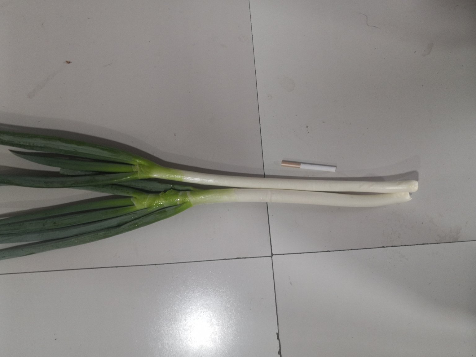 小葱与大葱对比图