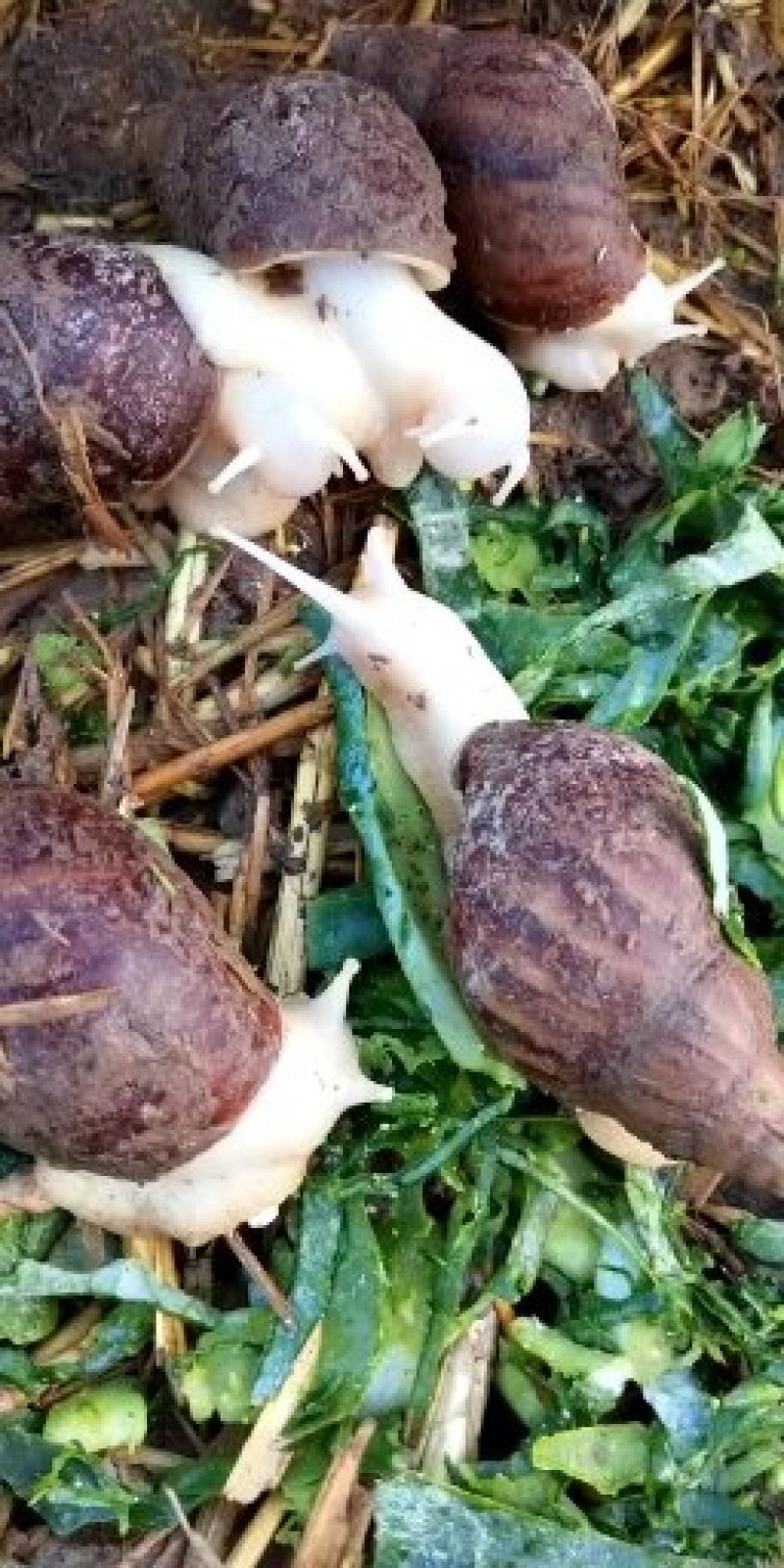 特种养殖中华白玉蜗牛