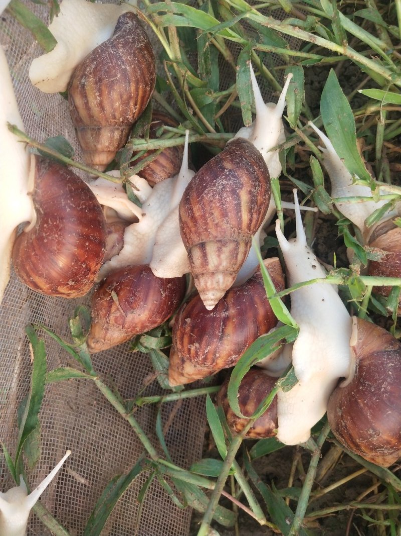 特种养殖中华白玉蜗牛