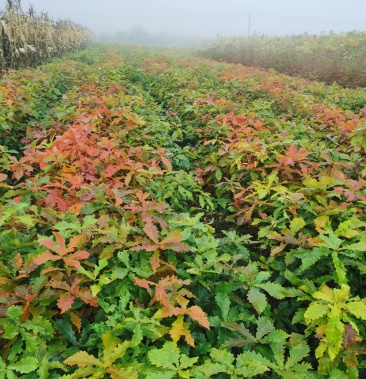 蒙古栎苗辽宁桓仁杉庄苗圃繁育小苗