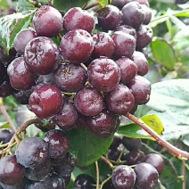 黑果腺肋花楸