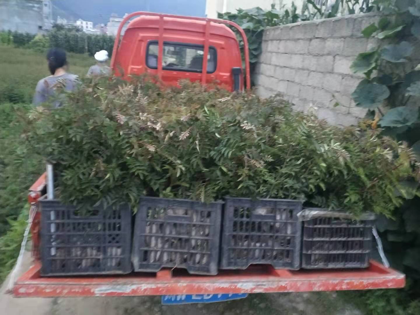 线椒在高速收费站接受绿色通道查验
