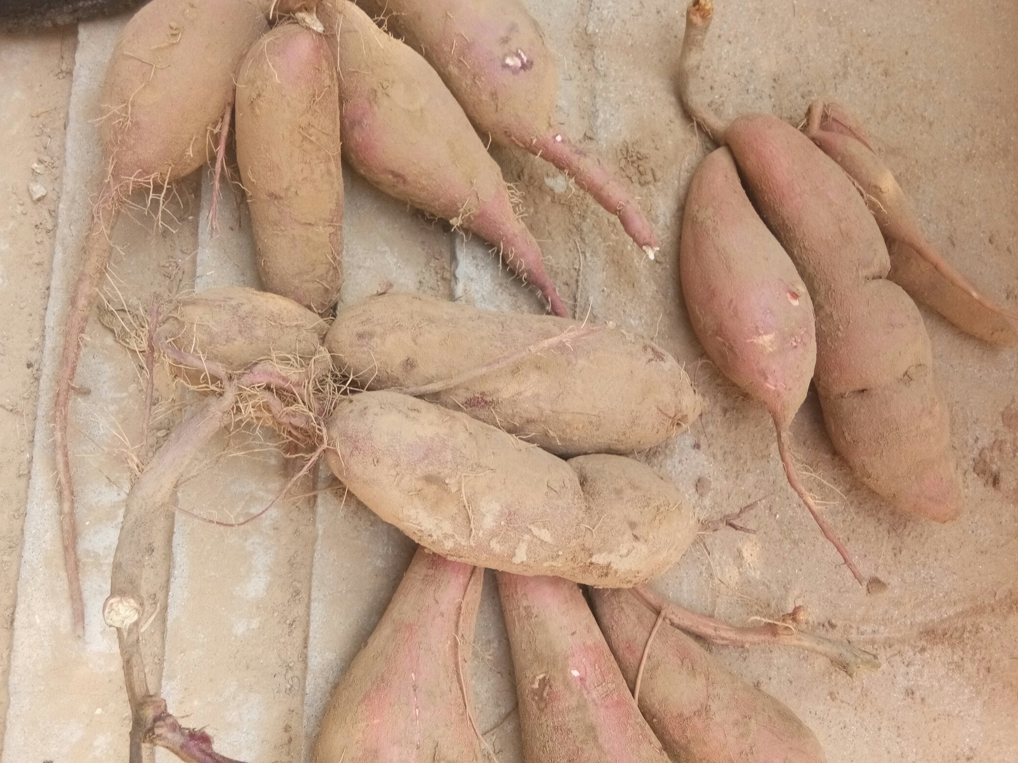 新鲜采摘的紫薯与紫番薯并排摆放,左侧为表皮浅褐、切开后呈现深紫色的紫番薯,右侧为表皮偏紫红、内部颜色更深的紫薯;背景为田园土壤与绿叶,展示自然生长环境 紫薯与紫番薯对比图