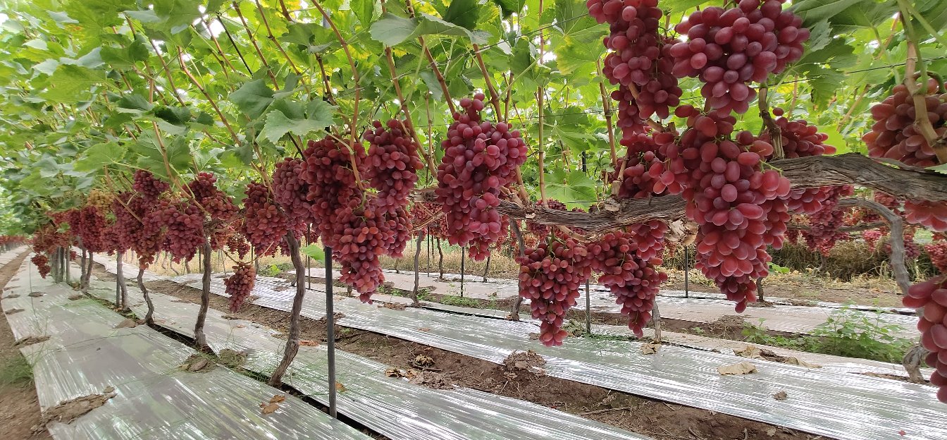 华北葡萄园冬季防寒实景：成龄克伦生葡萄植株主干已培土至40cm高，露出部分老蔓缠绕防寒布，地面覆盖银黑双色地膜，远处可见整齐架面与晴朗冬日天空