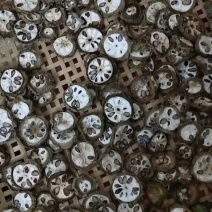 八月瓜干片，野生含量足够