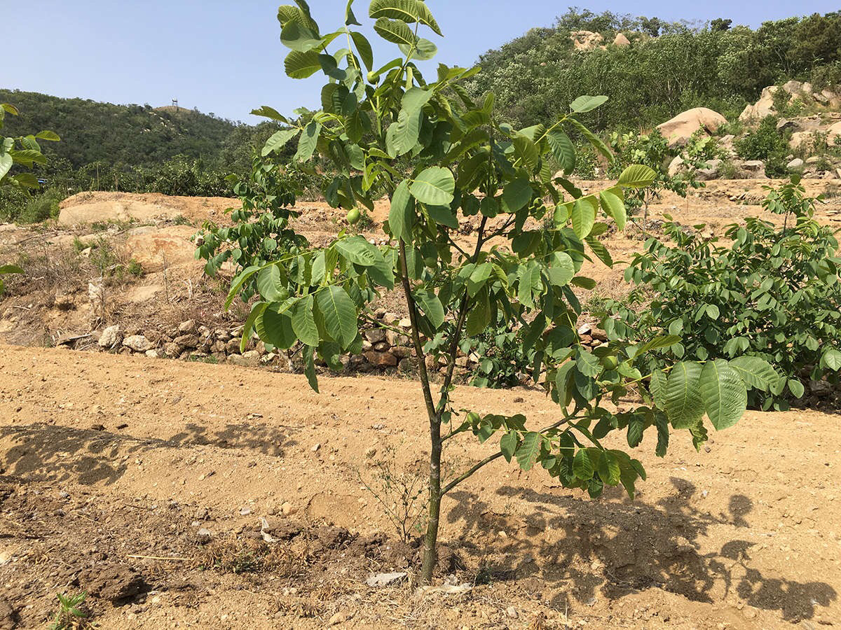 青皮核桃丰收场景