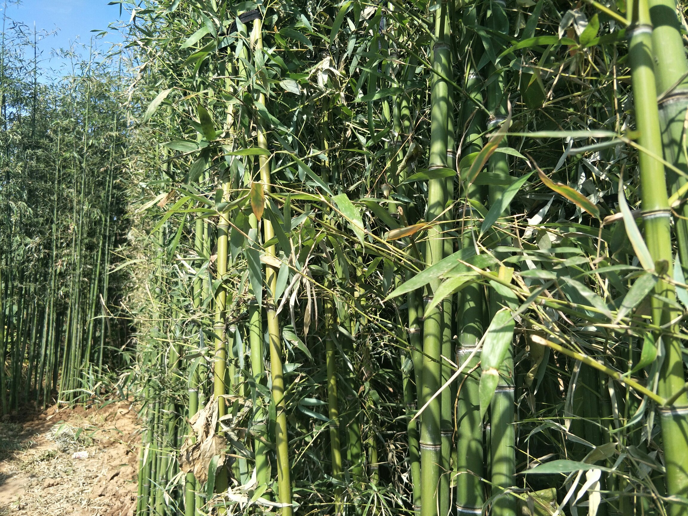 黄金间碧竹林的种植环境