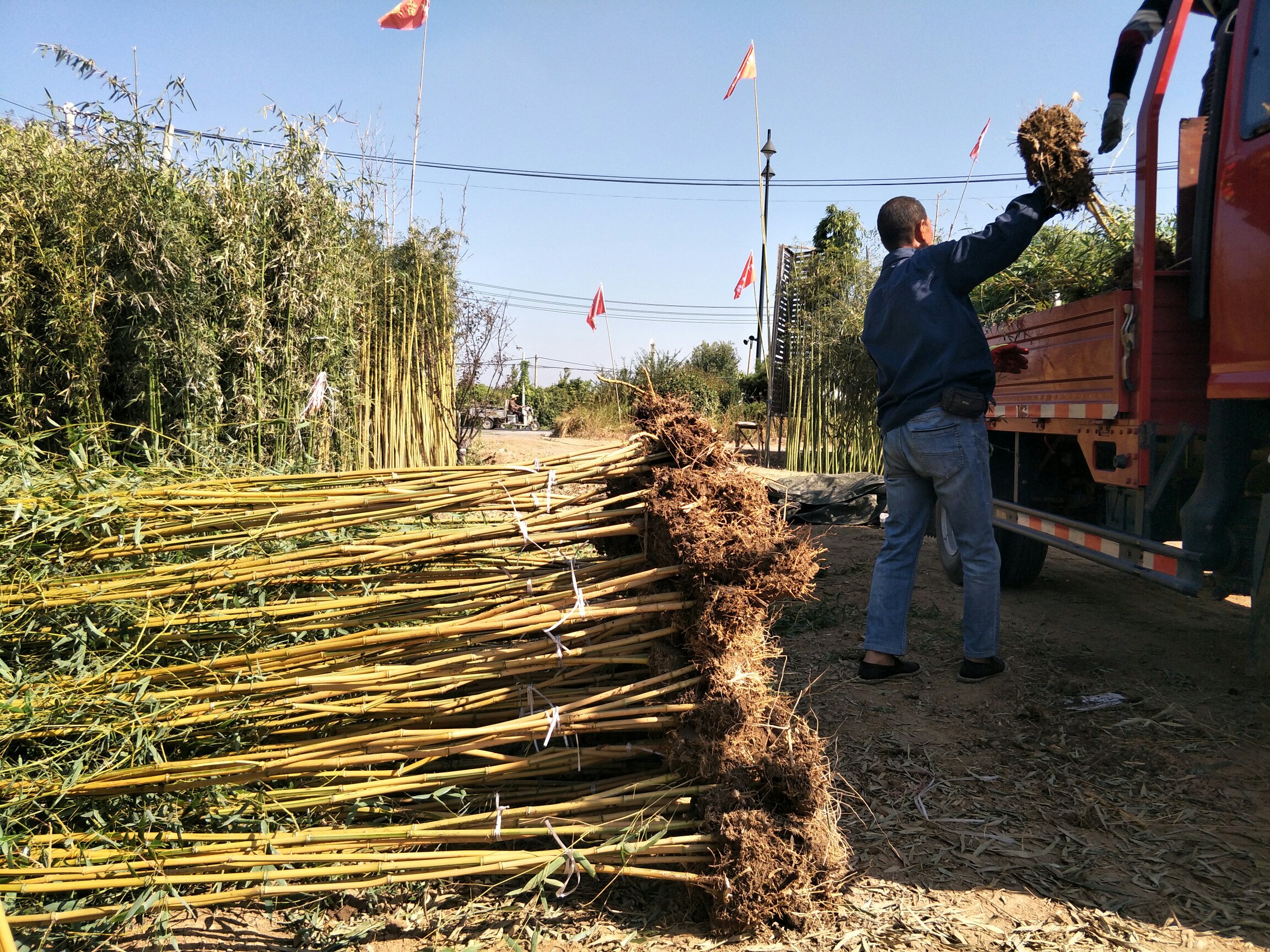 林下仿野生金虫草种植基地全景