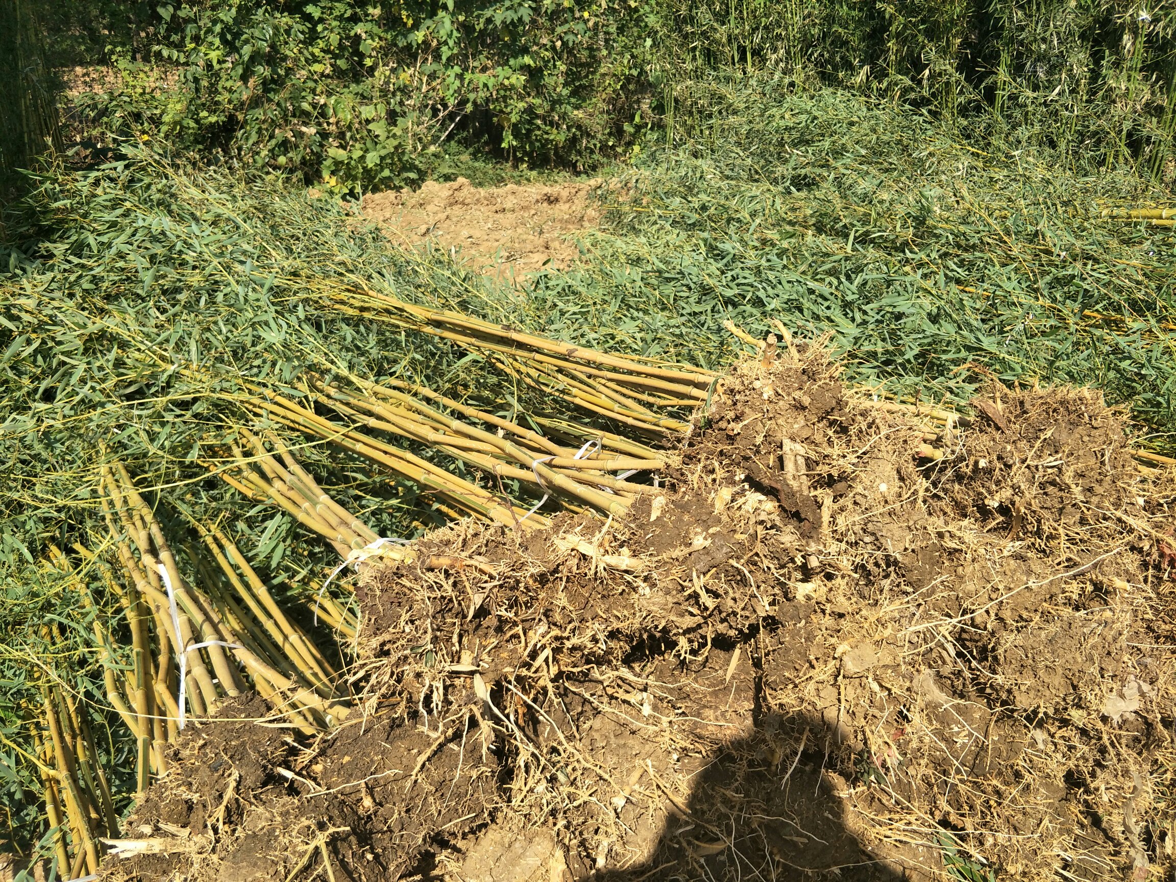 金镶玉竹内部特写,展示竹节内自然生长的金虫草 金镶玉竹内部金虫草特写