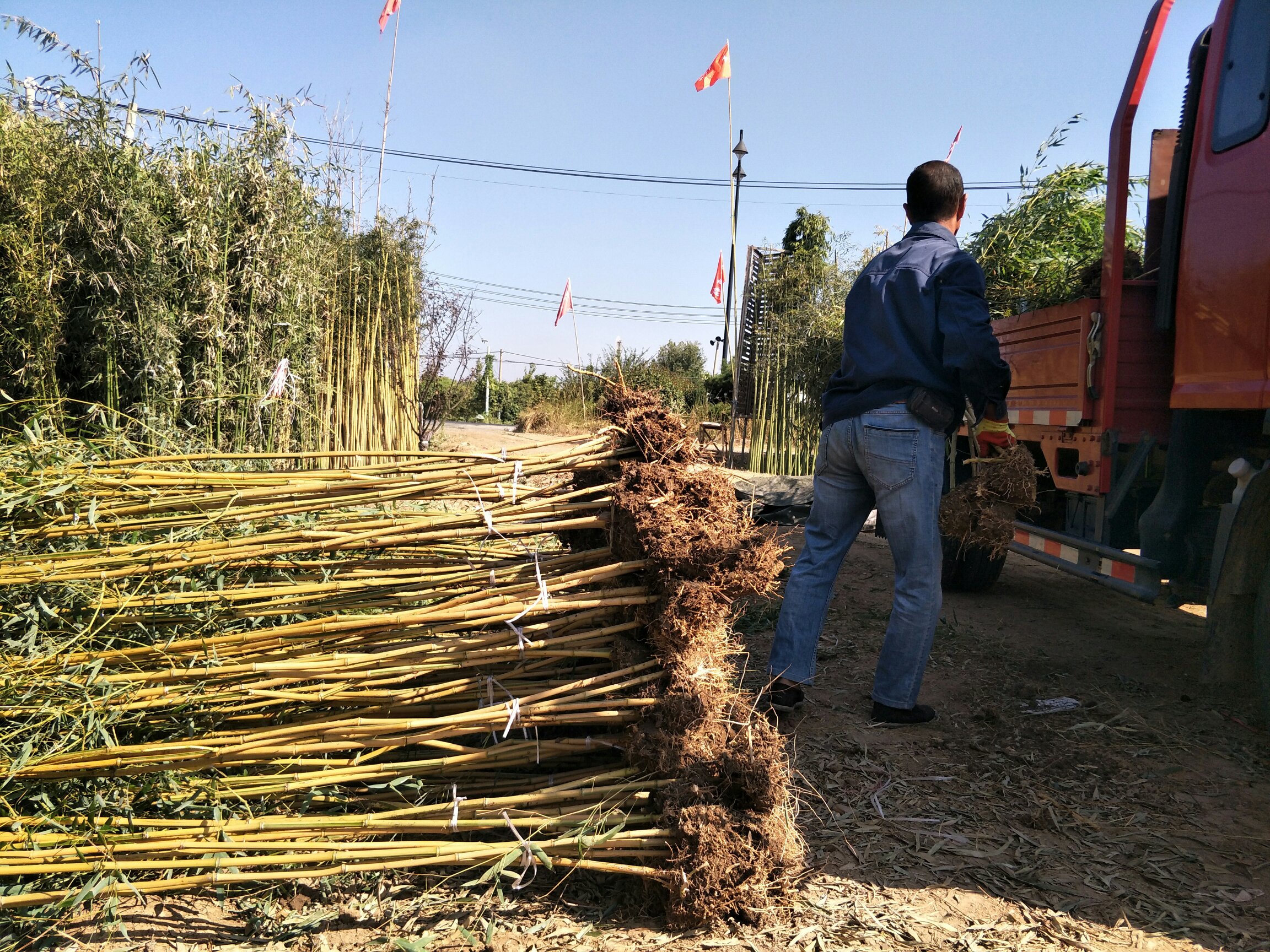 技术人员在金镶玉竹基地进行分株繁殖作业