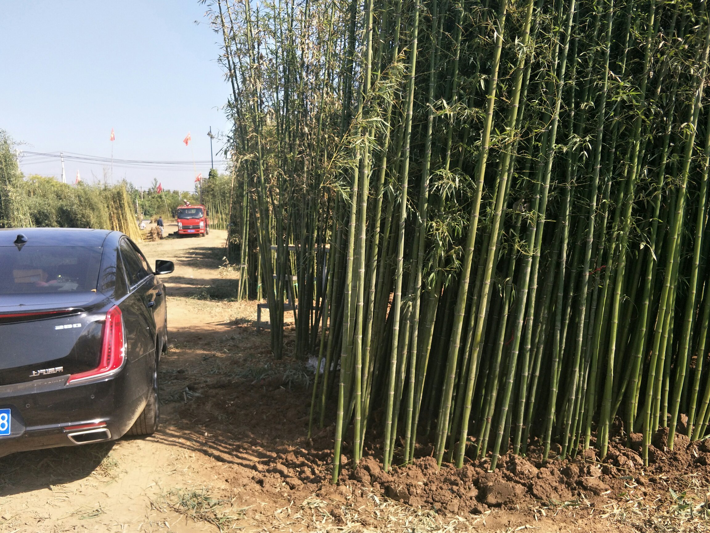 潭柘寺金镶玉竹竹林全景