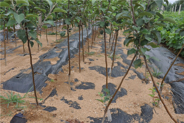 树木周围铺设防护膜防止除草剂接触