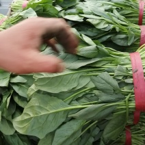 精品大叶菠菜大量上市中，质量优良，按需加工，原产地直发。