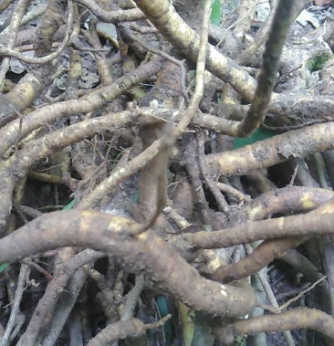 中药材横经席500克跌打将军梳篦木碎骨莲野生中草药包邮