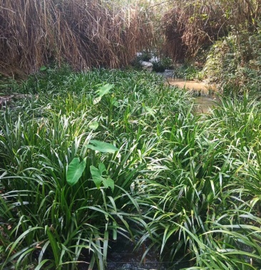 [石菖蒲苗批发]种苗价格0.50元/公斤 - 一亩田