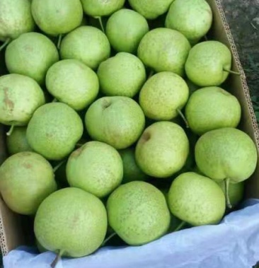 辽宁北镇锦丰梨马上大量上市
