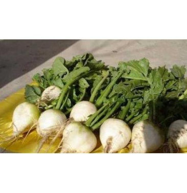 [芥菜批发]小光头芥菜价格0.30元/斤 - 一亩田