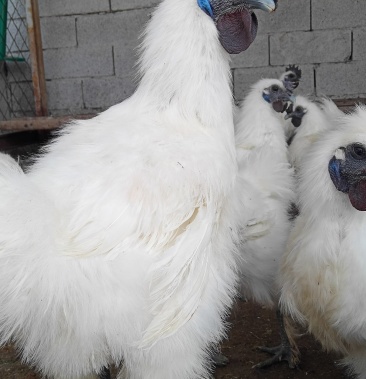 成年白凤乌鸡,已产蛋