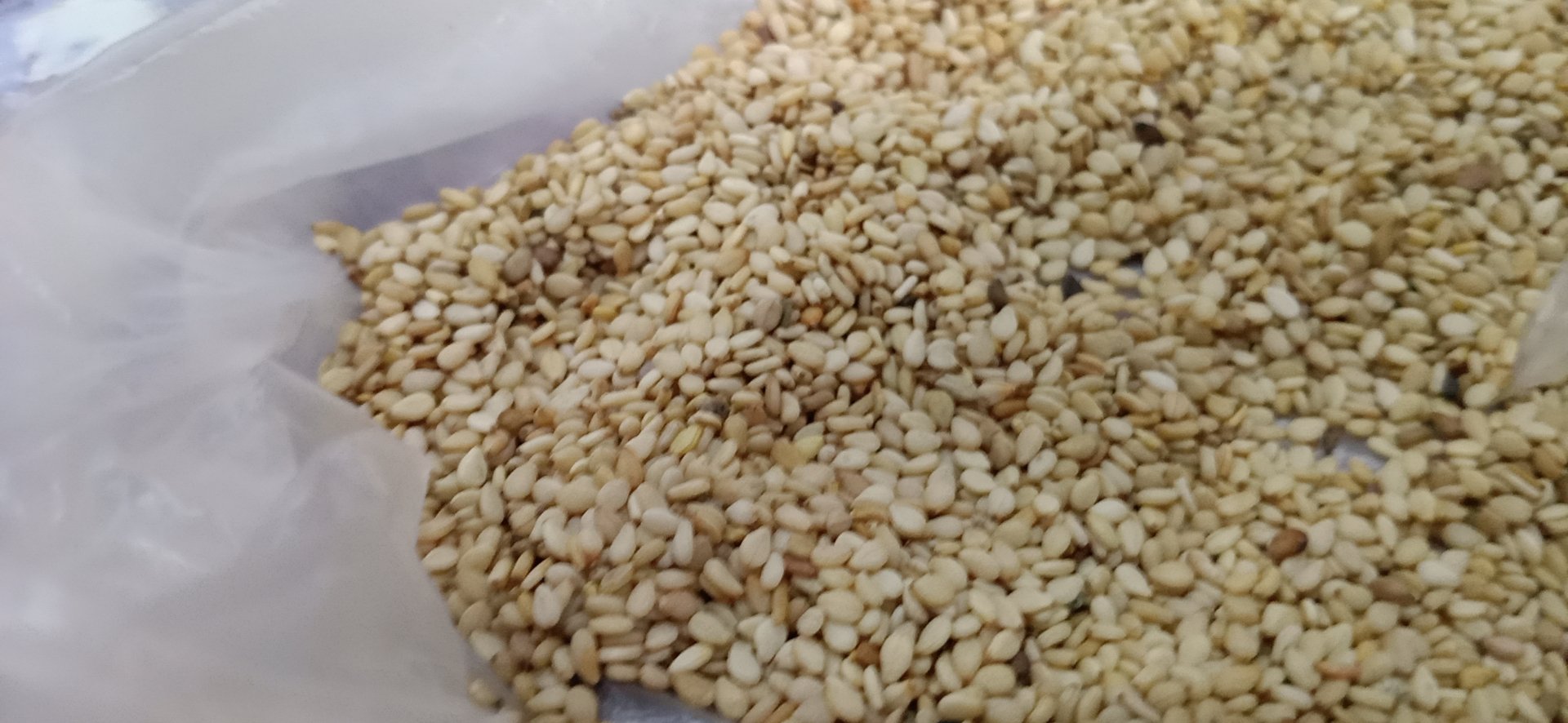 西北旱作区芝麻探墒深播与覆沙作业