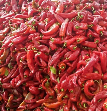[牛角椒批发]堆成山的鲜红辣椒价格0.48元/斤 - 一亩田