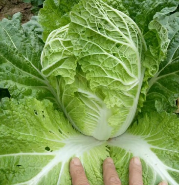 [夏阳白菜批发]精品夏阳白,徐州产地,露底,大棚种植都有,散装发货装箱