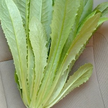精品油麦菜掉价了5毛钱质量完美有一流的团队