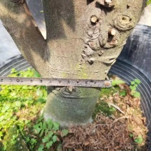 竹柏树桩福建四海园基地直销