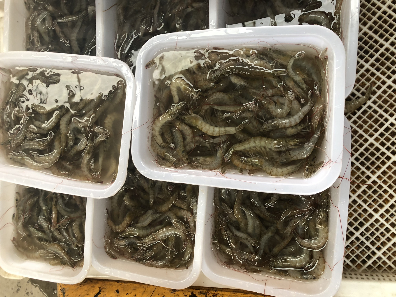 对虾在透明塑料盆中摆放，部分活跳，部分静止不动，背景为水产市场环境