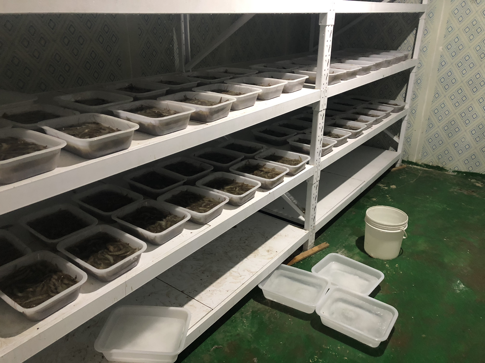 对虾市场摊位展示多种规格对虾