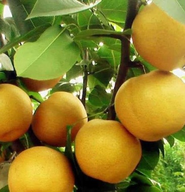 晚秋红梨真货实质量品质好