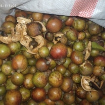 油茶果