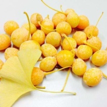 银杏果