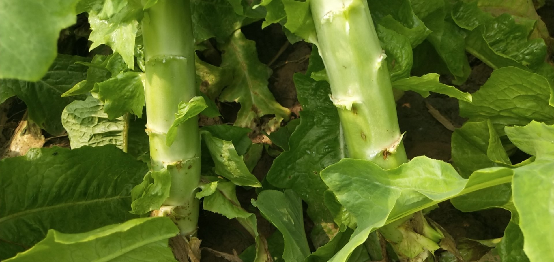 展示莴苣叶用、茎用及贡菜苔干的实物形态对比 莴苣与贡菜实物对比图