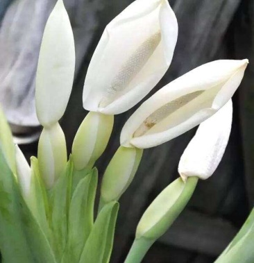 大野芋抗性特强园中地栽观赏性巨型大山芋植物