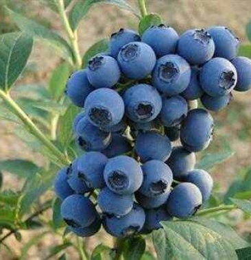 蓝莓苗:蓝丰,喜来,兔眼,薄雾,莱克西原土发货