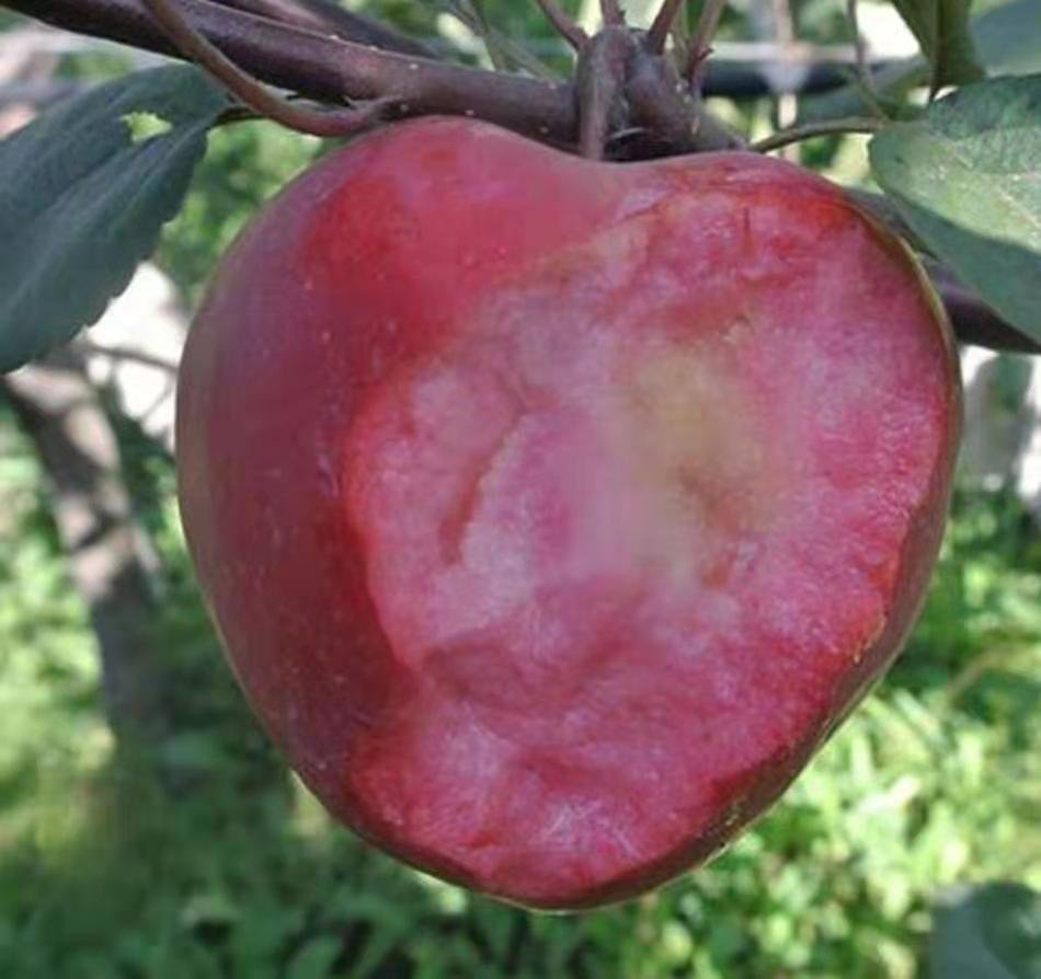 金丝熊在啃食苹果片