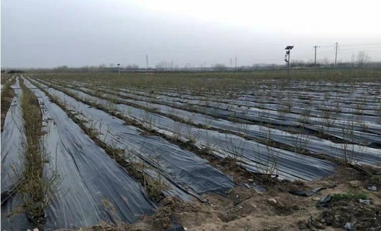 蓝莓冬季埋土防寒实景图