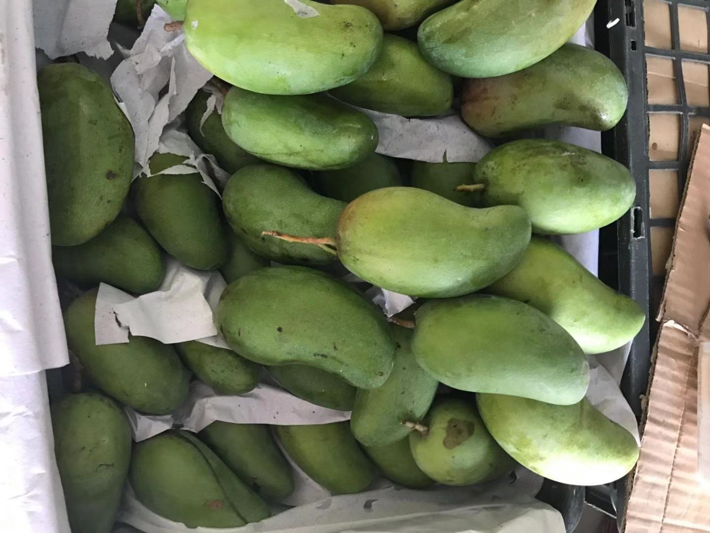 左侧展示错误做法:多个大青芒被塞入冰箱保鲜抽屉,果皮出现褐色斑点;右侧展示正确做法:两颗大青芒放在竹篮中置于窗台边,周围有自然光但无直射,旁边标注‘25°C’和‘通风良好’字样 大青芒储存方式对比示意图