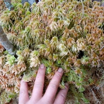 水苔