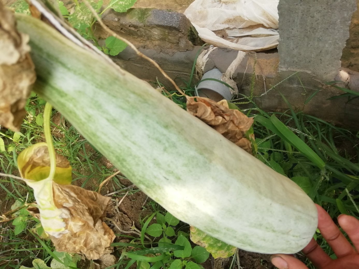 羊角蜜脆瓜果实特写