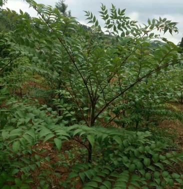 [圆包菜批发]刺包菜,树头菜价格12.00元/件 - 一亩田