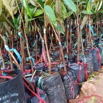 泰国榴莲苗金忱头/猫山王品种保正大量批发