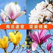 玉兰花树苗（红，黄，粉，白）庭院盆栽种植南北适种包成活