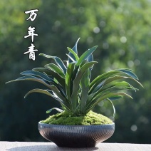 万年青叶，金边万年青，盆栽地栽乔迁之喜。